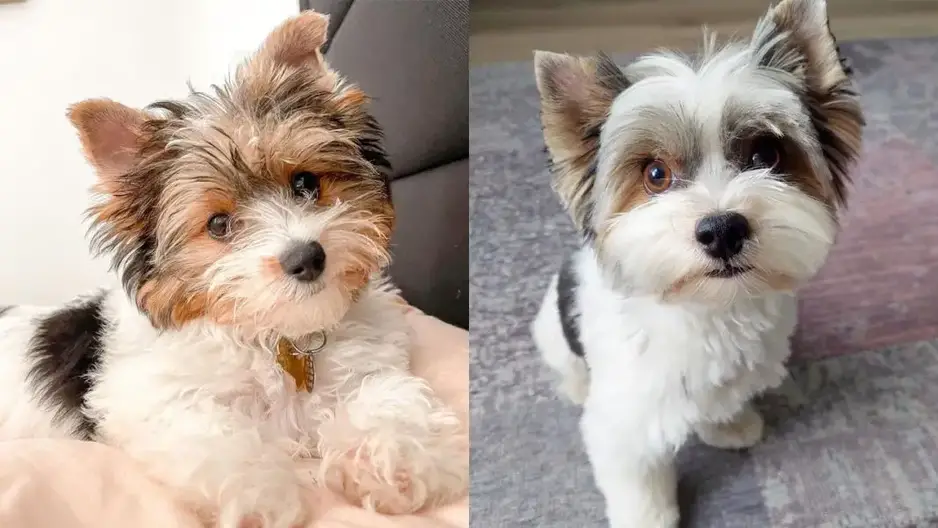 what is the difference between a biewer and a yorkie