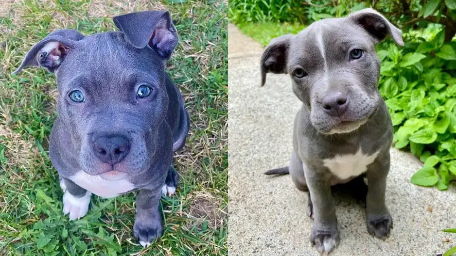 what should i look for in a pitbull puppy