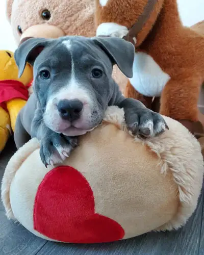 blue-nose-pitbull-dog-breed-11