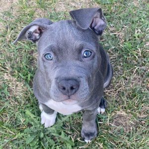 blue-nose-pitbull-dog-breed-6