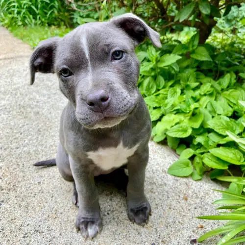 blue-nose-pitbull-dog-breed-8