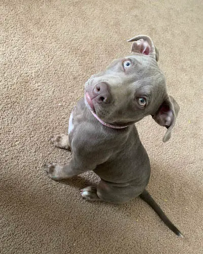 blue-nose-pitbull-dog-breed-9