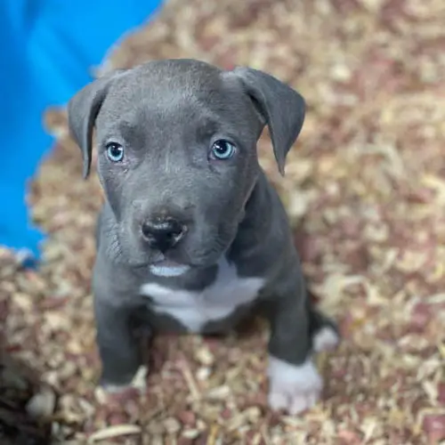 blue-nose-pitbull-dog-breed