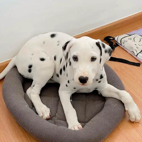 dalmatian-dog-breed-6
