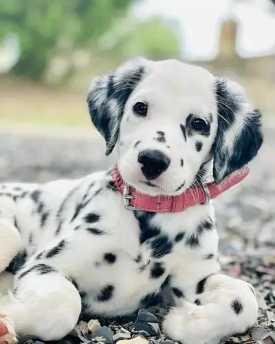 dalmatian-dog-breed-8