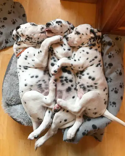 dalmatian-dog-breed