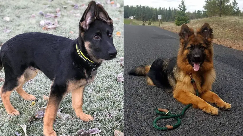 Long Haired German Shepherd vs. Short Haired: 7 Must-Know Differences | Club