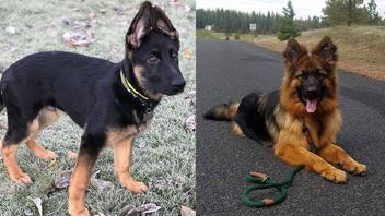 Long Haired German Shepherd vs. Short Haired: 7 Must-Know Differences |  Puppies Club