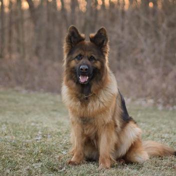 Long Haired German Shepherd vs. Short Haired: 7 Must-Know Differences |  Puppies Club