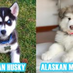 malamute-vs-husky-comparison