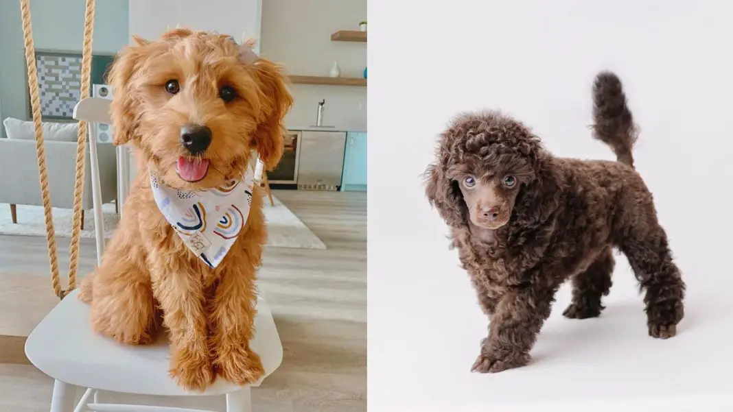 Poodle Vs Goldendoodle: 10 Key Differences and Similarities 1