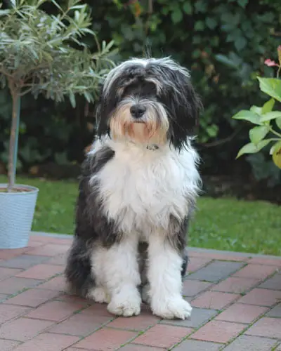 tibetan-terrier-dog-breed-5