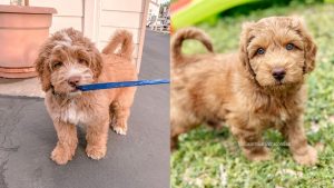 Australian Labradoodle | 12 Amazing Facts About Australian Labradoodle 2