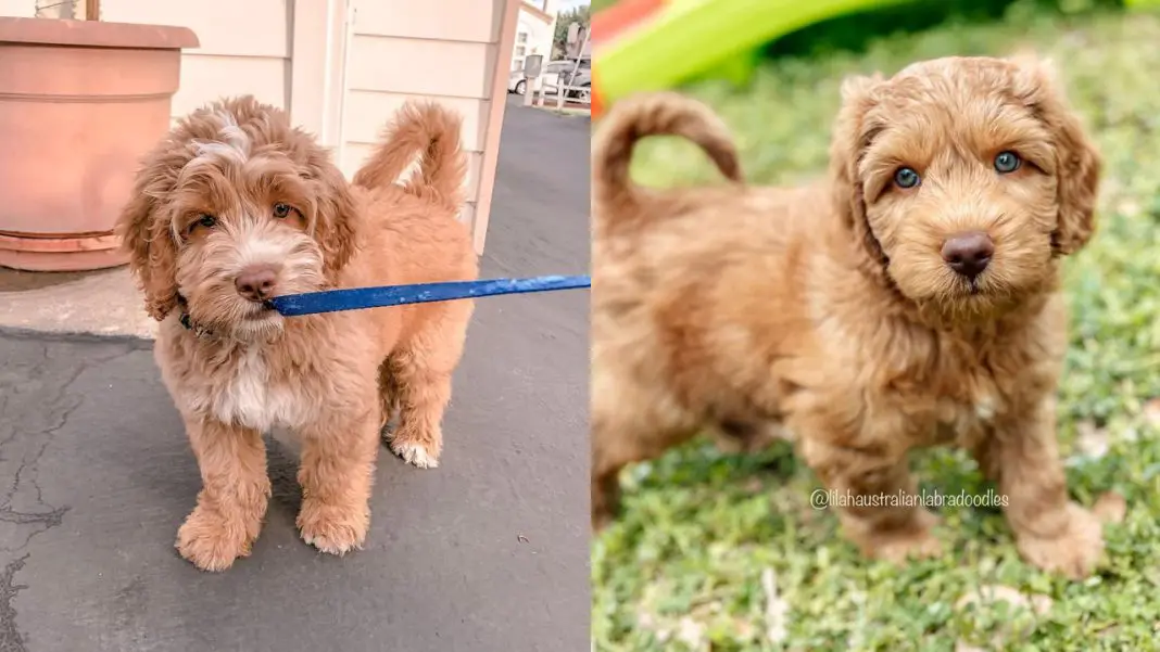 Australian Labradoodle | 12 Amazing Facts About Australian Labradoodle 1