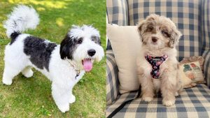 Bernedoodle vs Aussiedoodle: What's Different & What's Similar? 3