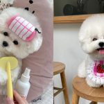 Bichon Frise Shedding: How Much Does The Bichon Frise Shed? 4