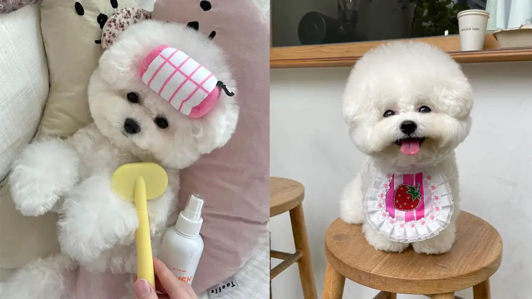 Bichon Frise Shedding: How Much Does The Bichon Frise Shed? 1