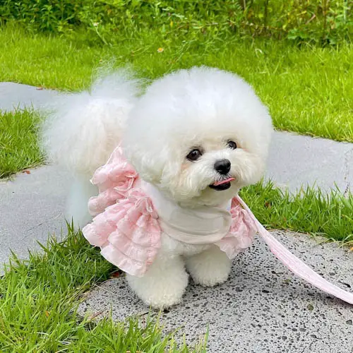 bichon-frise-shedding-4