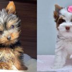 how-much-do-yorkshire-terriers-shed