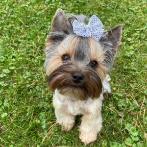 how-much-do-yorkshire-terriers-shed-3