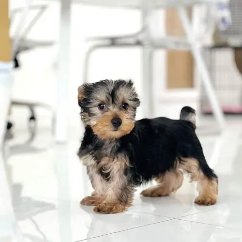 how-much-do-yorkshire-terriers-shed-4