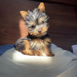 how-much-do-yorkshire-terriers-shed-5