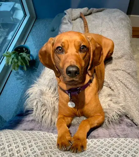 red-coated-dog-breeds-red-bonecoonhound