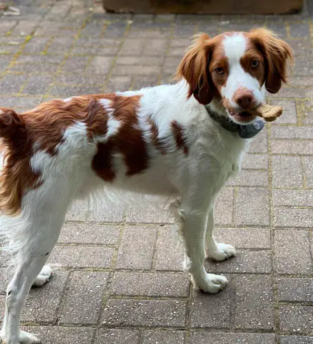 spotted-dog-breeds-Brittany