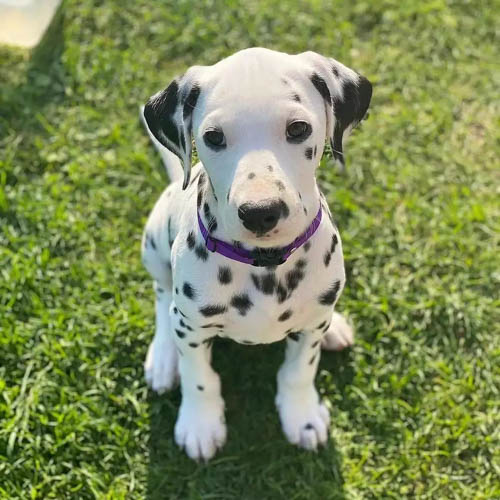spotted-dog-breeds-dalmatian