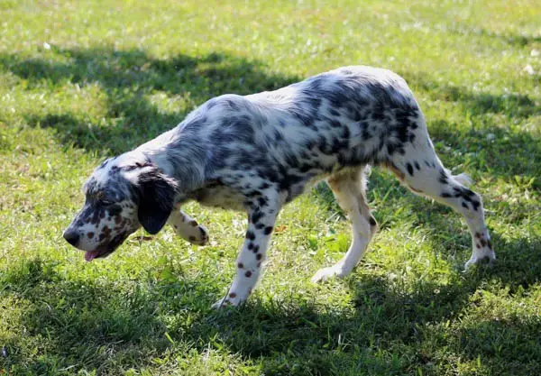 spotted-dog-breeds-english-setter