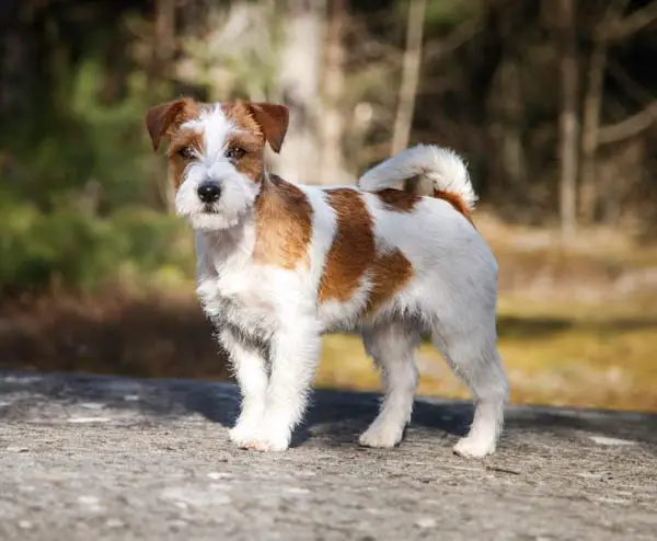 spotted-dog-breeds-russell-terrier