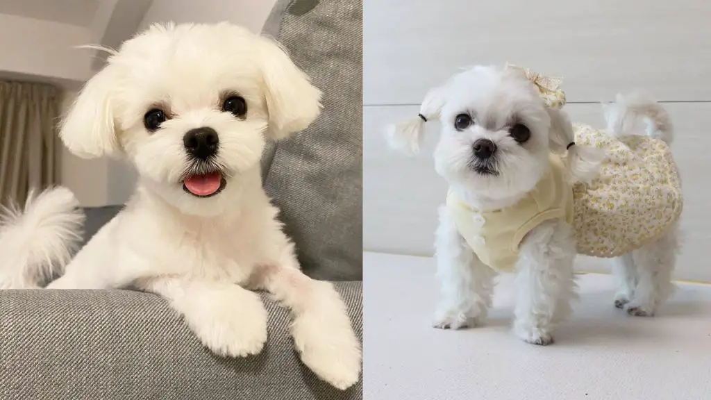maltese-shedding-how-much-does-a-maltese-shed