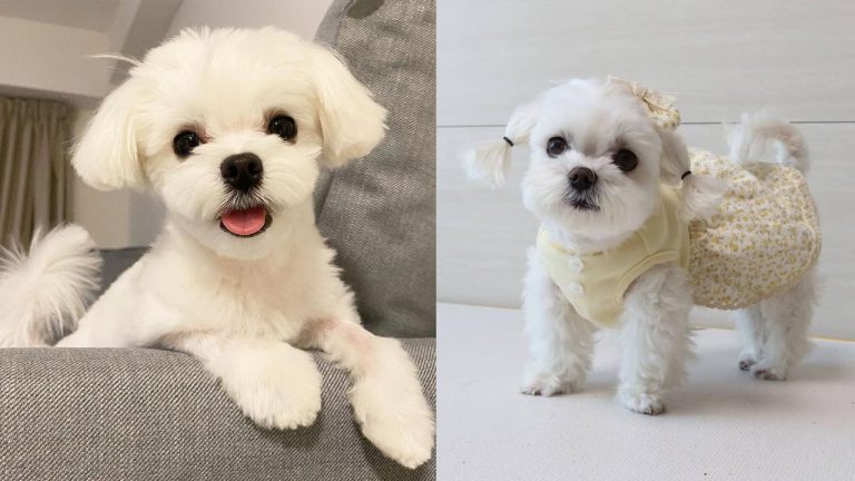 Maltese Shedding: How Much Does a Maltese Shed? | Puppies Club
