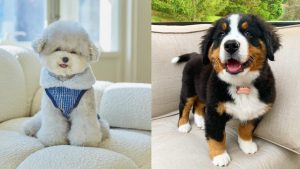 most-well-behaved-dog-breeds