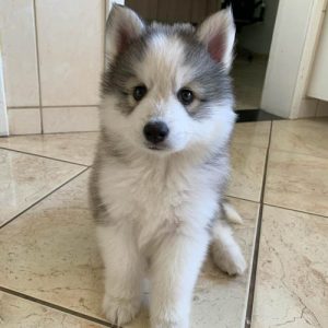 Pomsky Dog Colors | A Complete List of All Pomsky Coat Colors | Puppies ...