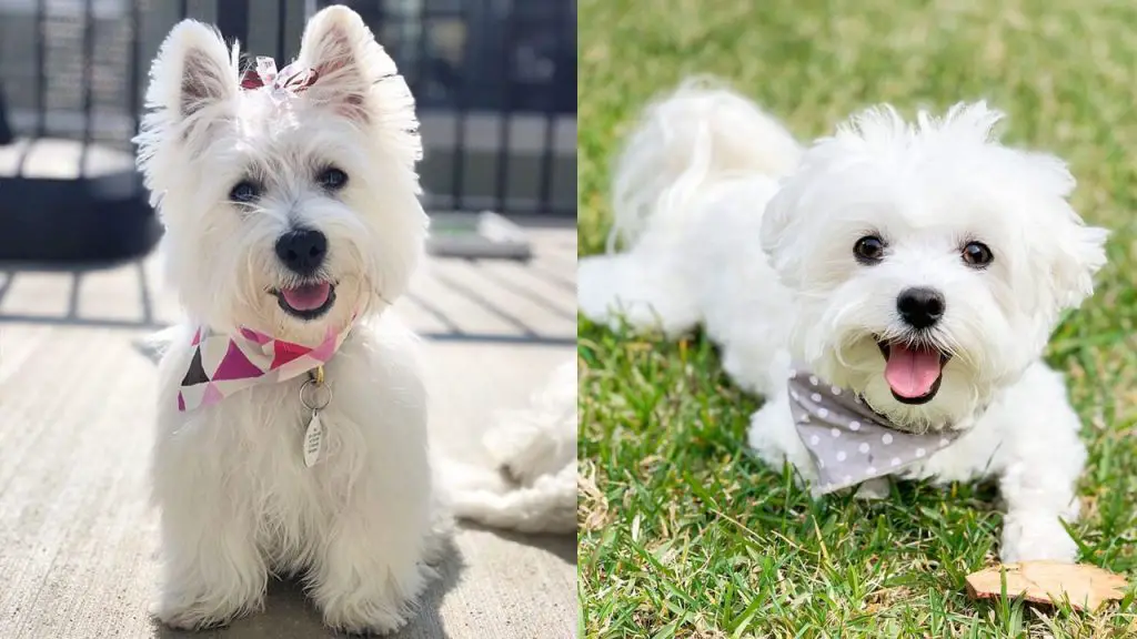 westie-vs-maltese-breed-differences-similarities-1