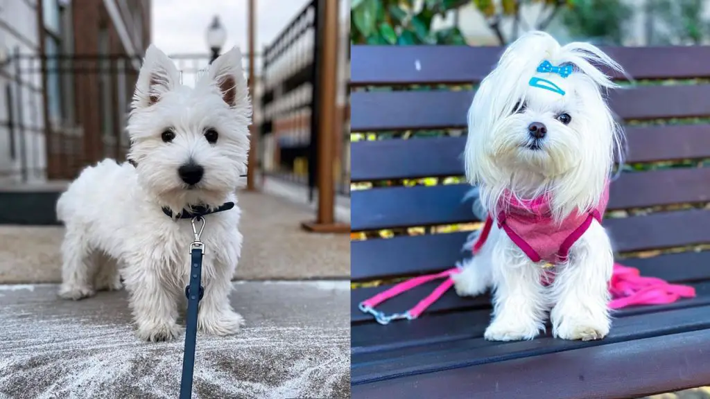 westie-vs-maltese-breed-differences-similarities