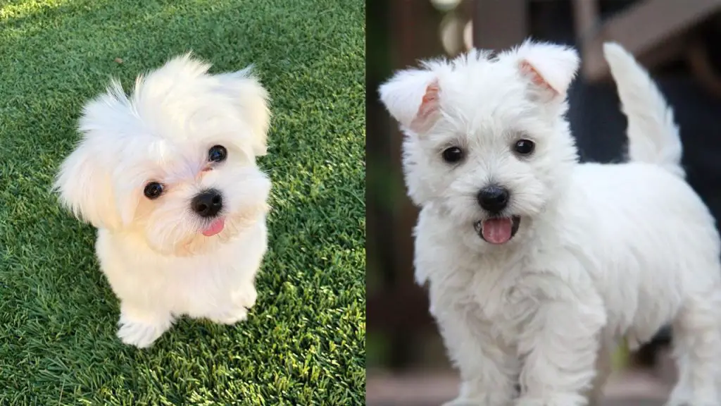 westie-vs-maltese-breed-differences-similarities-2