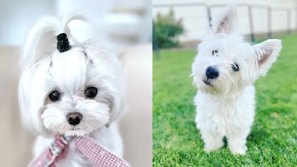 westie-vs-maltese-breed-differences-similarities-3