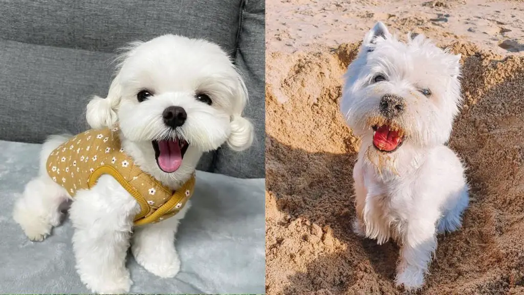 westie-vs-maltese-breed-differences-similarities-5