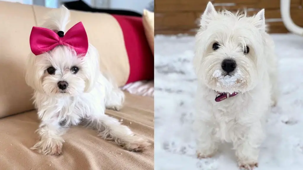 westie-vs-maltese-breed-differences-similarities-6