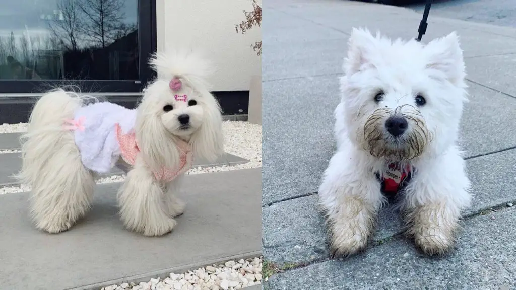 westie-vs-maltese-breed-differences-similarities-7