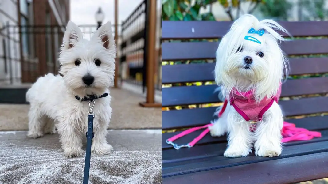 westie-vs-maltese-breed-differences-similarities