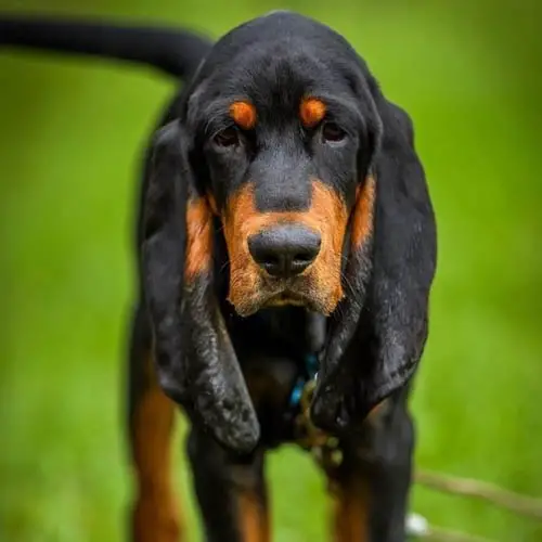 american-dog-breeds-black-and-tan-coonhound