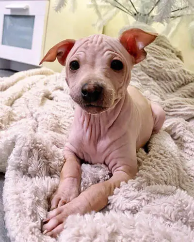 cleanest-dog-breeds-american-hairless-terrier