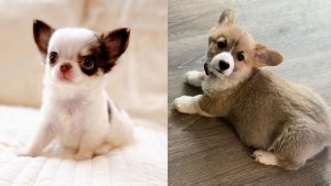dog-breeds-most-likely-to-become-fat