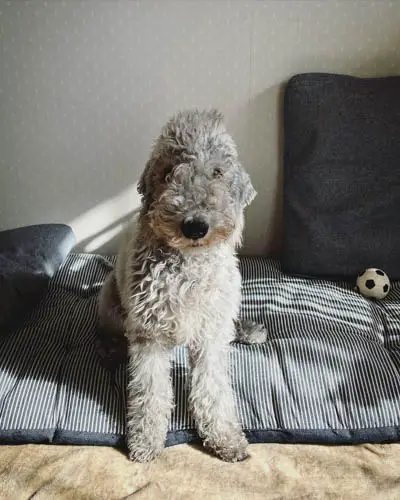 dog-breeds-that-look-like-poodles-bedlington-terrier
