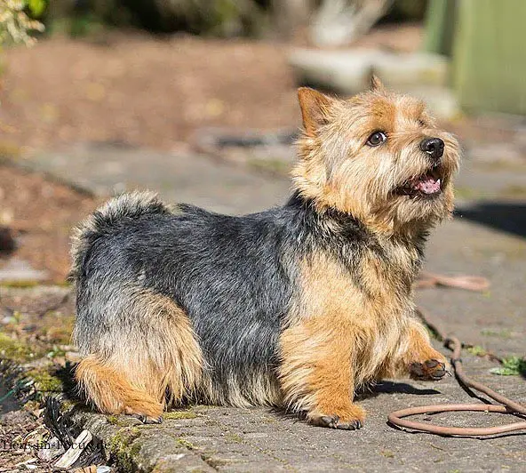 dog-breeds-that-love-to-dig-norwich-terrier
