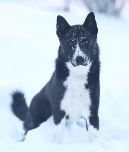 exotic-dog-breeds-Karelian-Bear-Dog