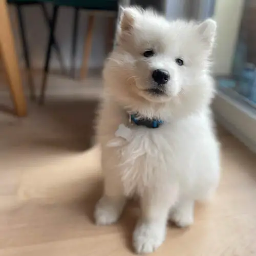 Samoyed Dog Breed Information